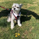 ⑭ チョコちゃん