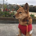 ⑮ ライちゃん
【タイトル】流し目ライとチューリップ