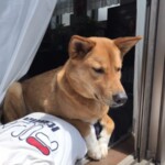 ⑮ ライちゃん
【タイトル】日向ぼっこする子たち