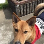 ⑮ ライちゃん
【タイトル】パンジーとライ