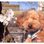 ⑪ マロンちゃん