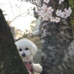 ② 小雪ちゃん