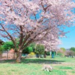 ④ そらちゃん