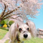 ④ そらちゃん