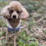 ⑧ レオンちゃん