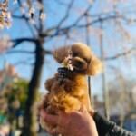 ⑱ 虎鉄ちゃん