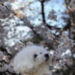 ② 小雪ちゃん