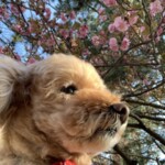 ⑦ クレアちゃん