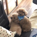 ⑰ 虎太郎ちゃん&虎梅ちゃん