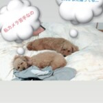 ⑰ 虎太郎ちゃん&虎梅ちゃん