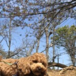 ⑨ いちろうちゃん