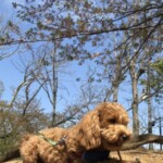 ⑨  いちろうちゃん