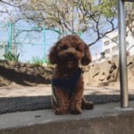 ⑨  いちろうちゃん