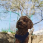 ⑨ いちろうちゃん