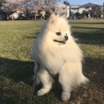 ㉒ モチちゃん