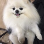 ㉒ モチちゃん