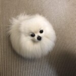 ㉒ モチちゃん