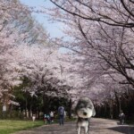 ⑥ コロンちゃん