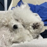 ⑪ こゆきちゃん「肉球触っていいよ」