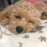 ⑩ あんずちゃん「まだねてないよ…zzz」