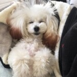 ⑫ こむぎちゃん「寝る時も姿勢良く!」