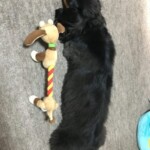 ⑨マロンちゃん 「大好きな相棒」