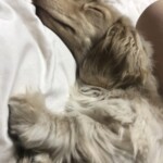 ⑦ monnicaちゃん「毛の1本から可愛い」