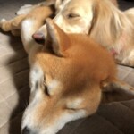 ⑮ クロエちゃん「仲良くお昼寝」