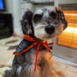 ⑧ ぼんちゃん「トリックオアトリート」