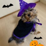 ① こまちちゃん「魔女っ子こまち」