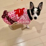 ⑬ もちこちゃん「今年は七年祭り♡」