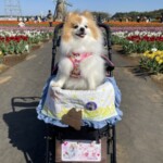 ㉔愛花ちゃん「楽」