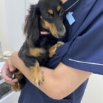 ⑦クロエちゃん「哀」(病院大好きな先生に着いて行ったが、血液検査から戻ってきた時の表情)