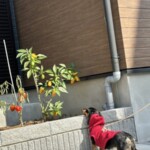 ②クロエちゃん「楽」(パプリカが彩りはじめての収穫が楽しみ)
