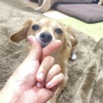 ⑮空虹ちゃん「喜」