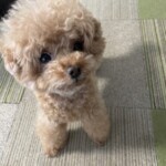 ㊹トイちゃん「怒」(目薬をさそうとしてるママに・・・)