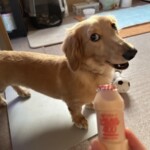 ㉕レオちゃん「楽」