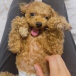 ㉚権太ちゃん「楽」
