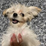 ㉞VELLちゃん「喜」
