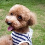 ㉜シャネルちゃん「喜」