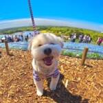 ㊵オレオちゃん「楽」