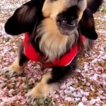 ⑧ショコラちゃん「怒」
