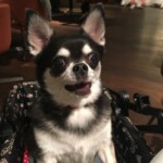 ⑤ココちゃん「怒」