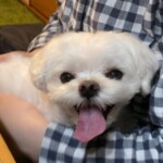 ㉗しらたまちゃん「喜」