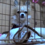 ㊳めいちゃん「怒」