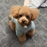 ㊲るる丸ちゃん「哀」お姉ちゃんに、いつ食べてもいいからね!ってオヤツを胸元に挟まれました。
でも、自分でとる事ができません。