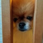 ㉘イチローちゃん「哀」お部屋に入れない…