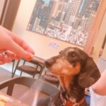 もえ
「ドッグカフェでおやつ」
