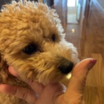 ㉒ひまわりちゃん
「ママ、いってらっしゃい😢」