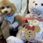 ㉓ひまわりちゃん
「一歳おめでとう㊗️」